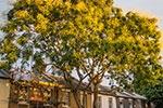 Urban roots: the trees bringing life to our streets