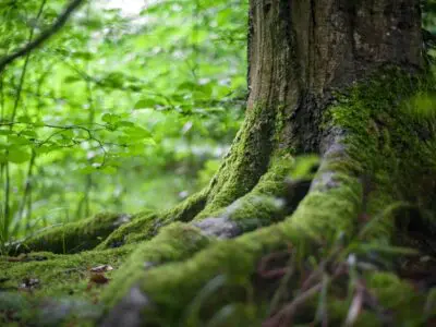 Environmental Benefits of FSC-Certified Engineered Wood Flooring