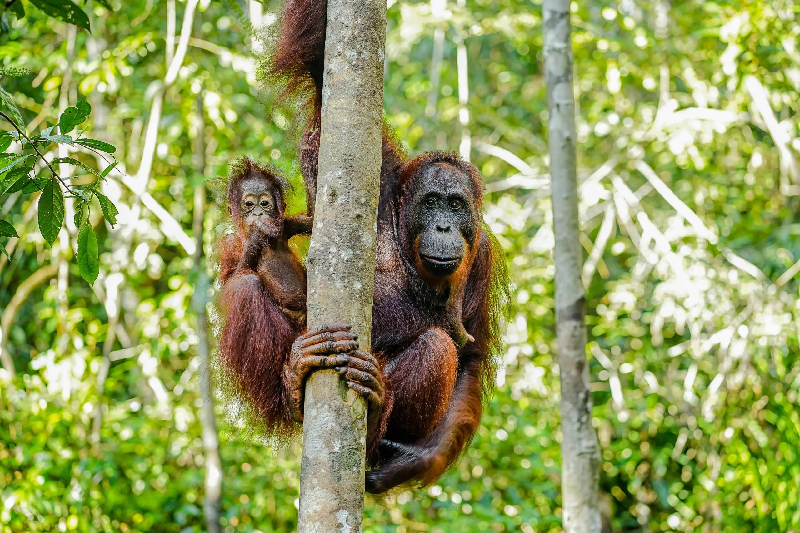 orangutans in borneo