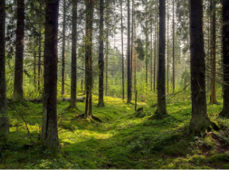 Which trees absorb the most carbon dioxide UK