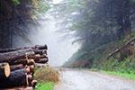 Bid to halt abolition of forestry body