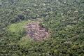 Interpol on Brazilian illegal timber trading operation