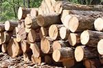 Ghana Ready to Implement Legal Timber Agreement