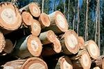FAO releases Sustainable Forest Management toolbox