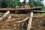 Furniture Retailer Lombok is first UK Company to be fined for illegal logging