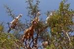 Morocco plants millions of trees along roads to fight climate change