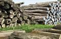 Debate continues on log harvesting ban in Myanmar