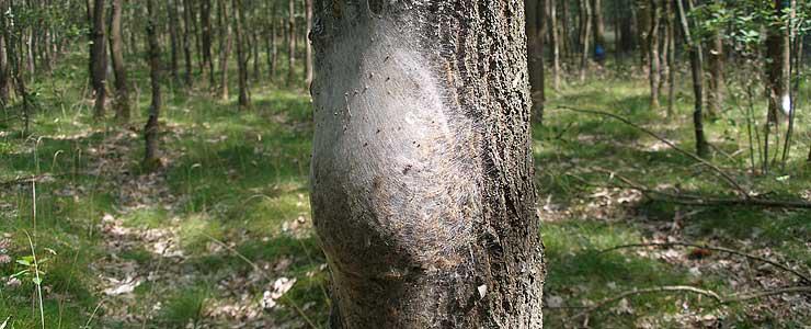 Oak Processionary Moth could threaten Oak Trees