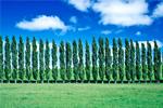 Young poplars could be next biofuel source