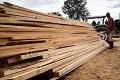 UN agency reports rises in wood production and demand for bioenergy