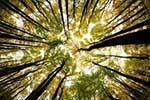 Five things you should know about trees and forests