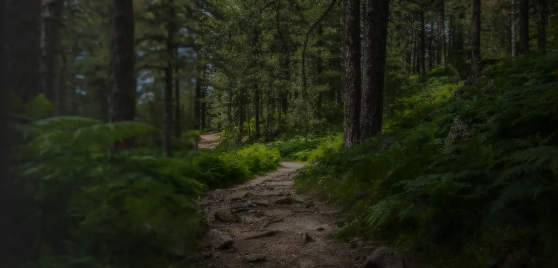 Sustainable Timber Flooring Sustainable Timber Flooring