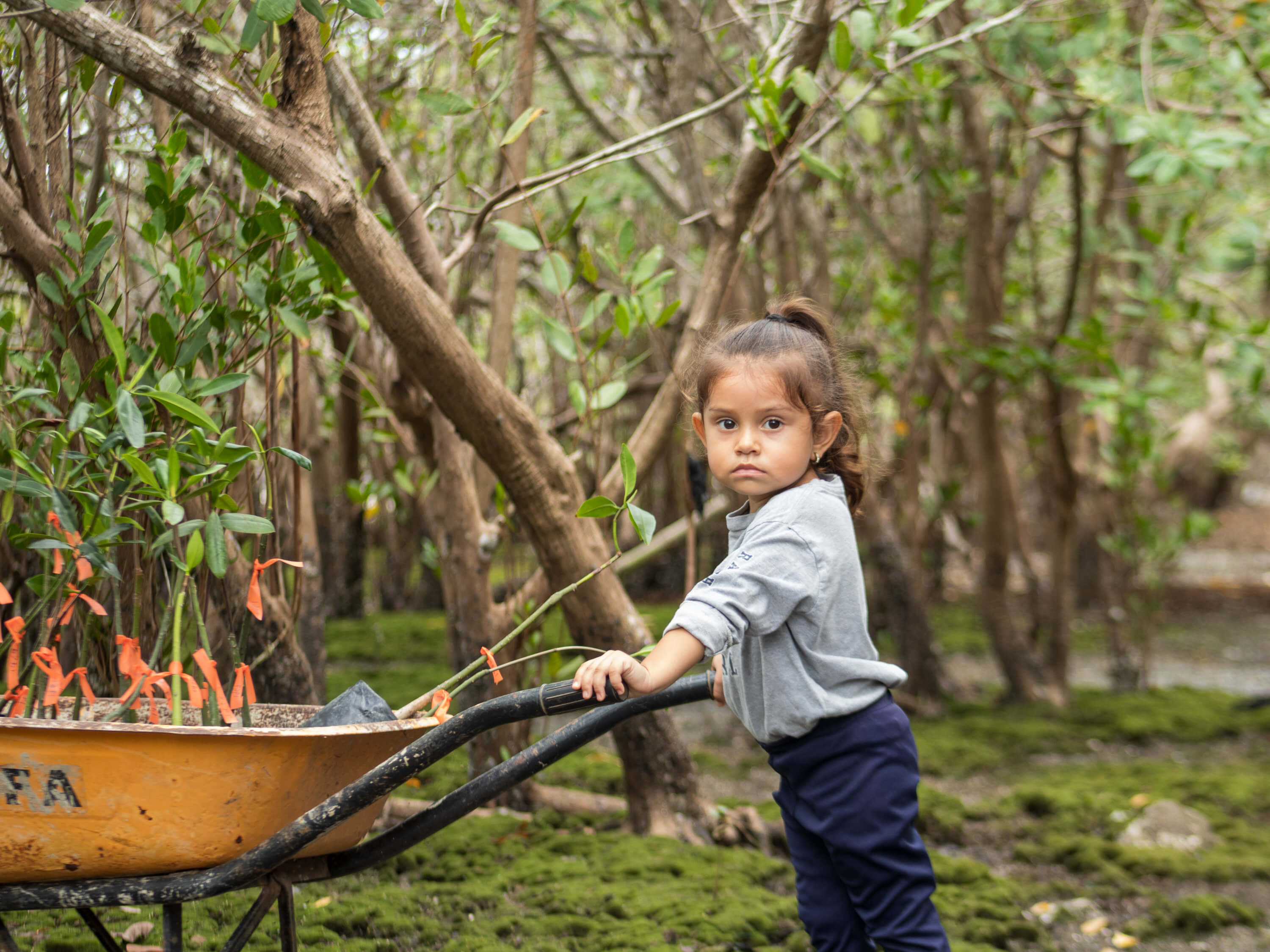 Planting mangroves in Costa Rica