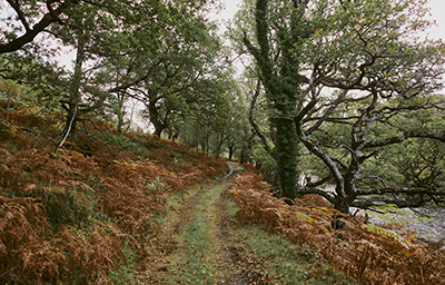 Scottish island community celebrates UK forest-first