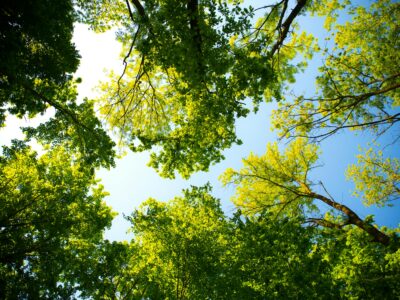 formaldehyde free trees