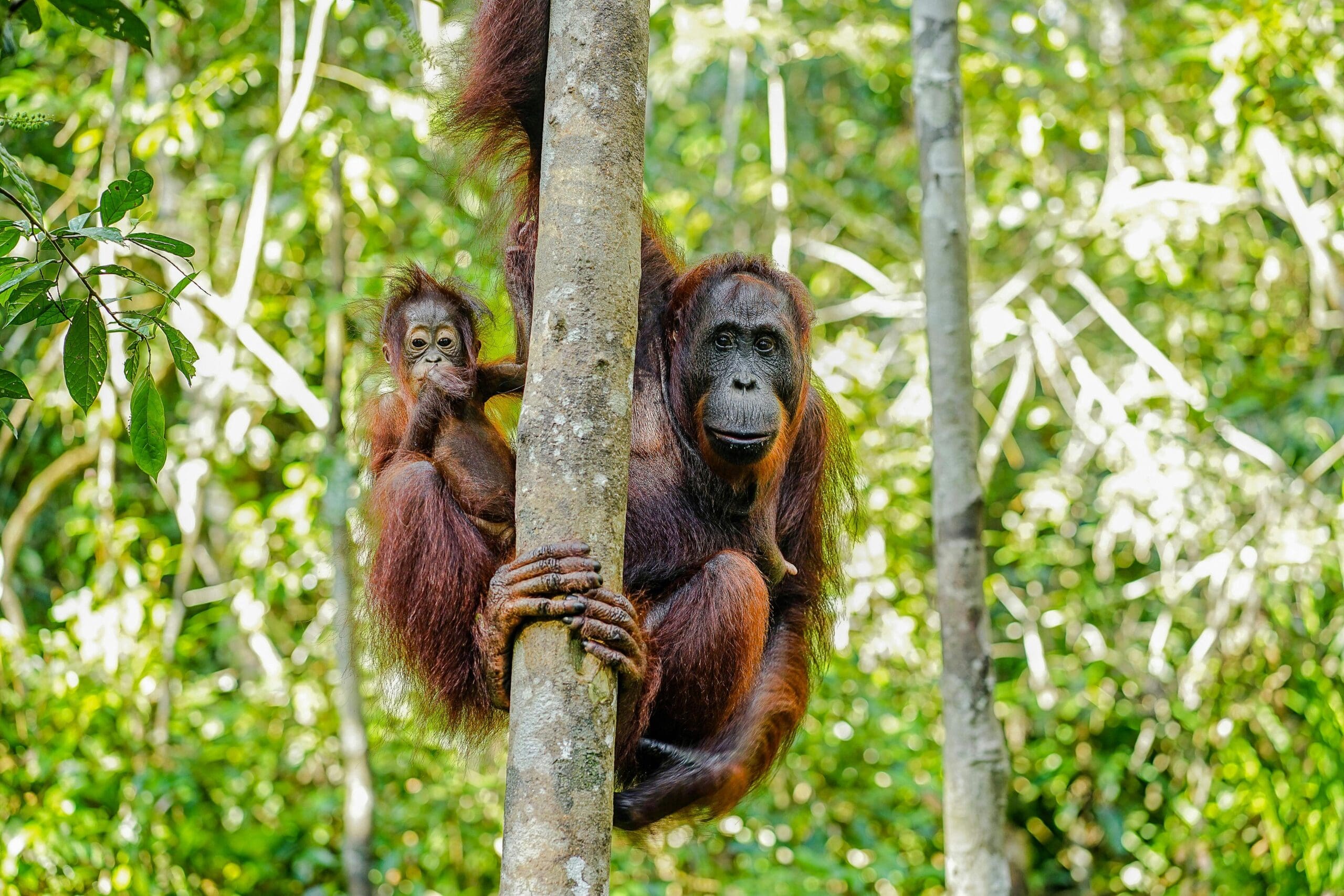 orangutans in borneo
